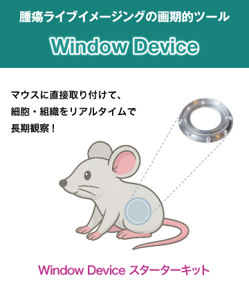 腫瘍ライブイメージングの画期的ツールウィンドウデバイス