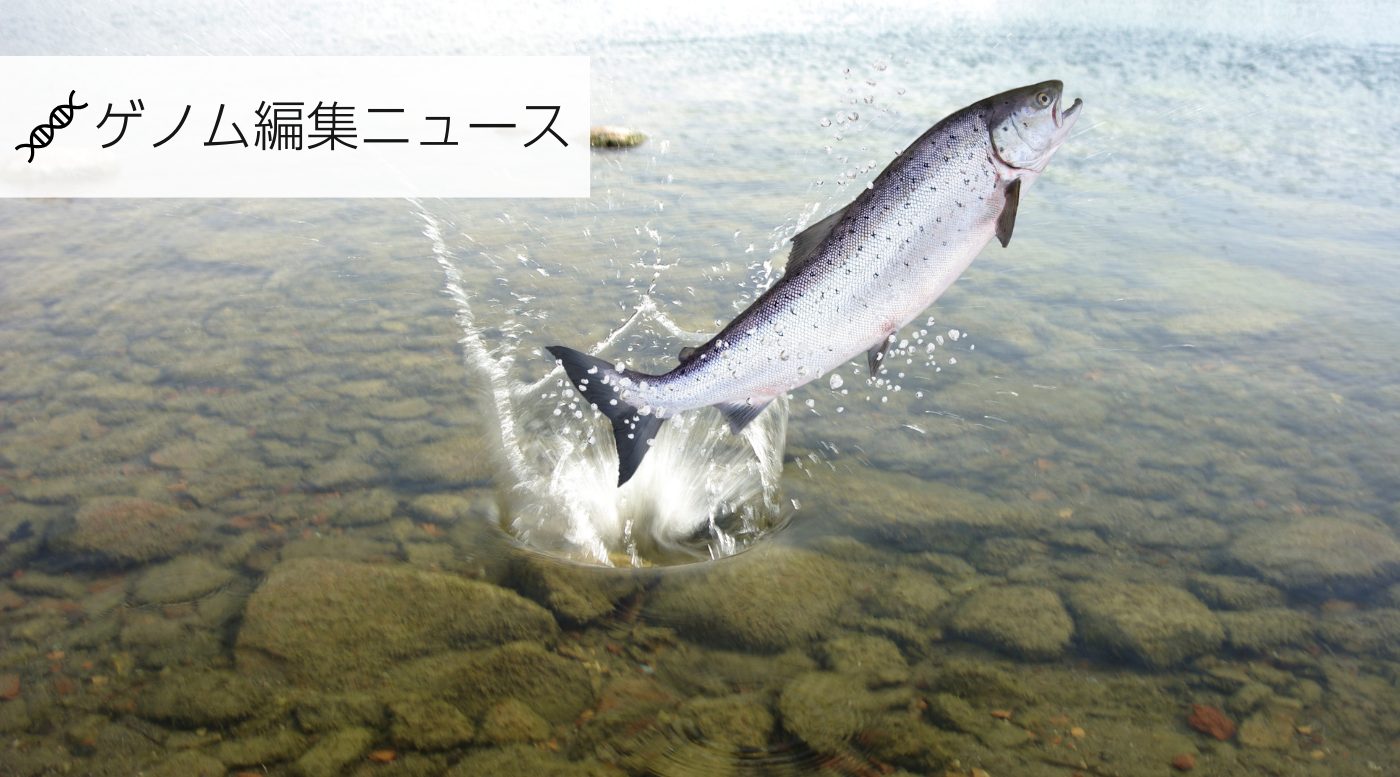 サケのゲノム編集