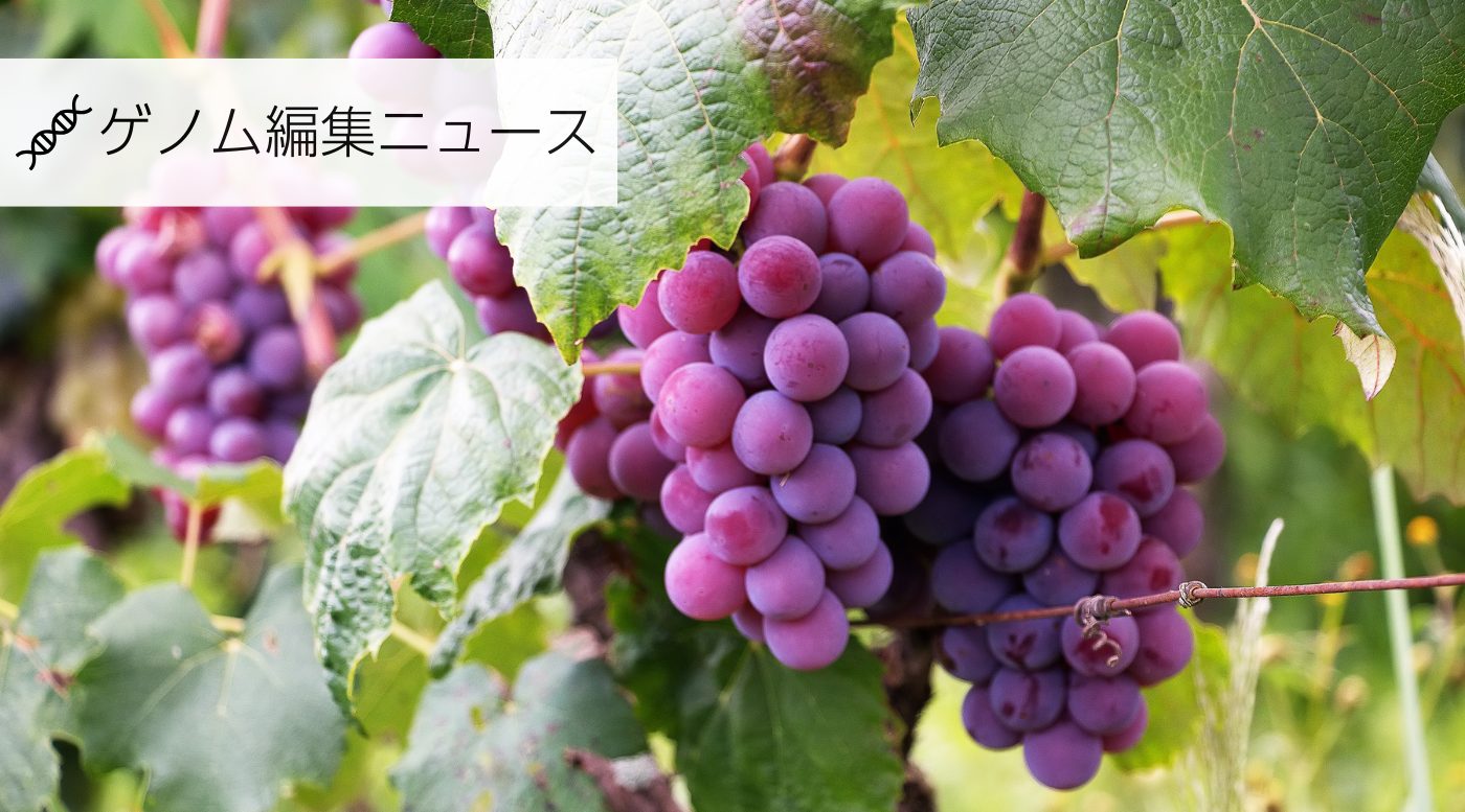 ブドウのゲノム編集