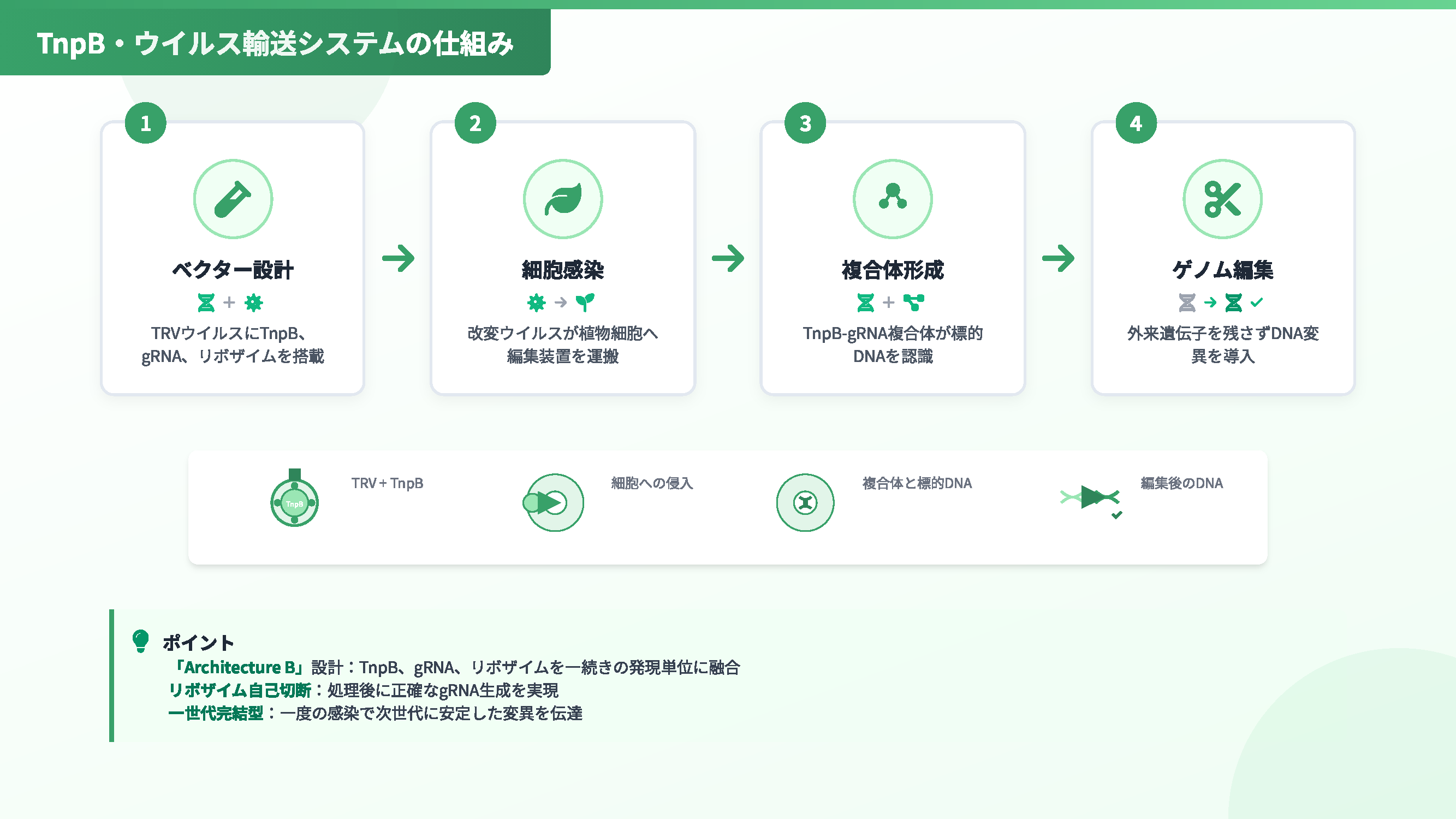TRV ベクター再設計