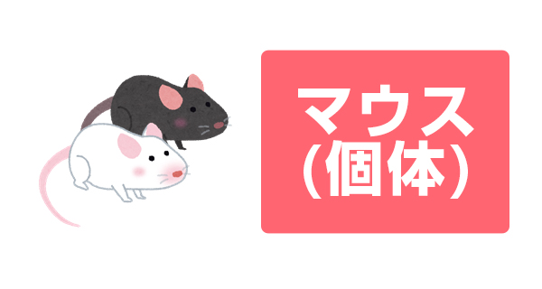 マウス（個体）