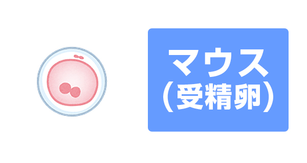マウス(受精卵)