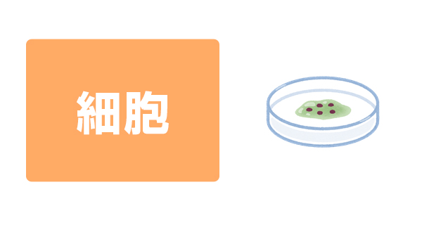 細胞