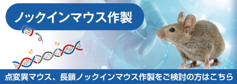 ノックインマウス作製：点変異マウス作製をご検討の方はこちら