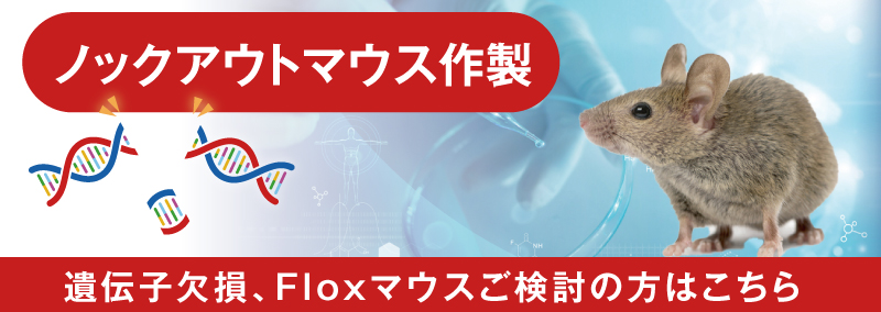 ノックアウトマウス作製：遺伝子欠損、Floxマウスご検討の方はこちら