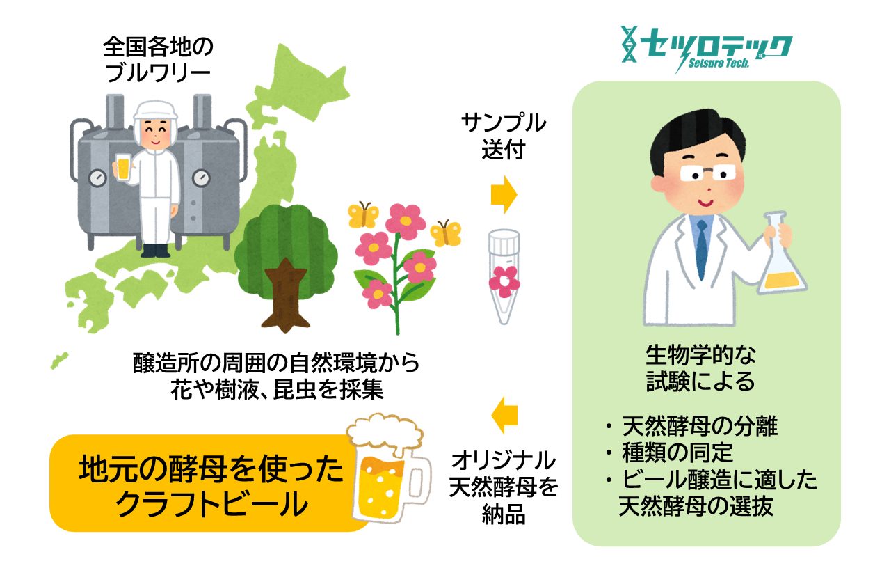 ール酵母スクリーニングサービス概要図