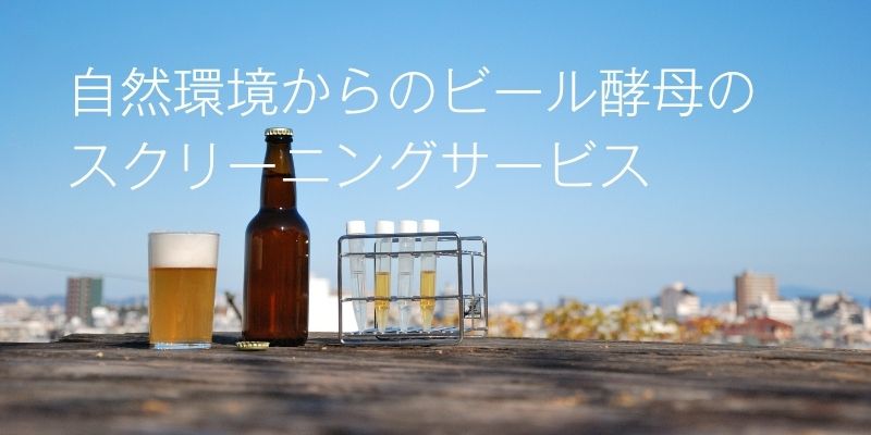 酵母