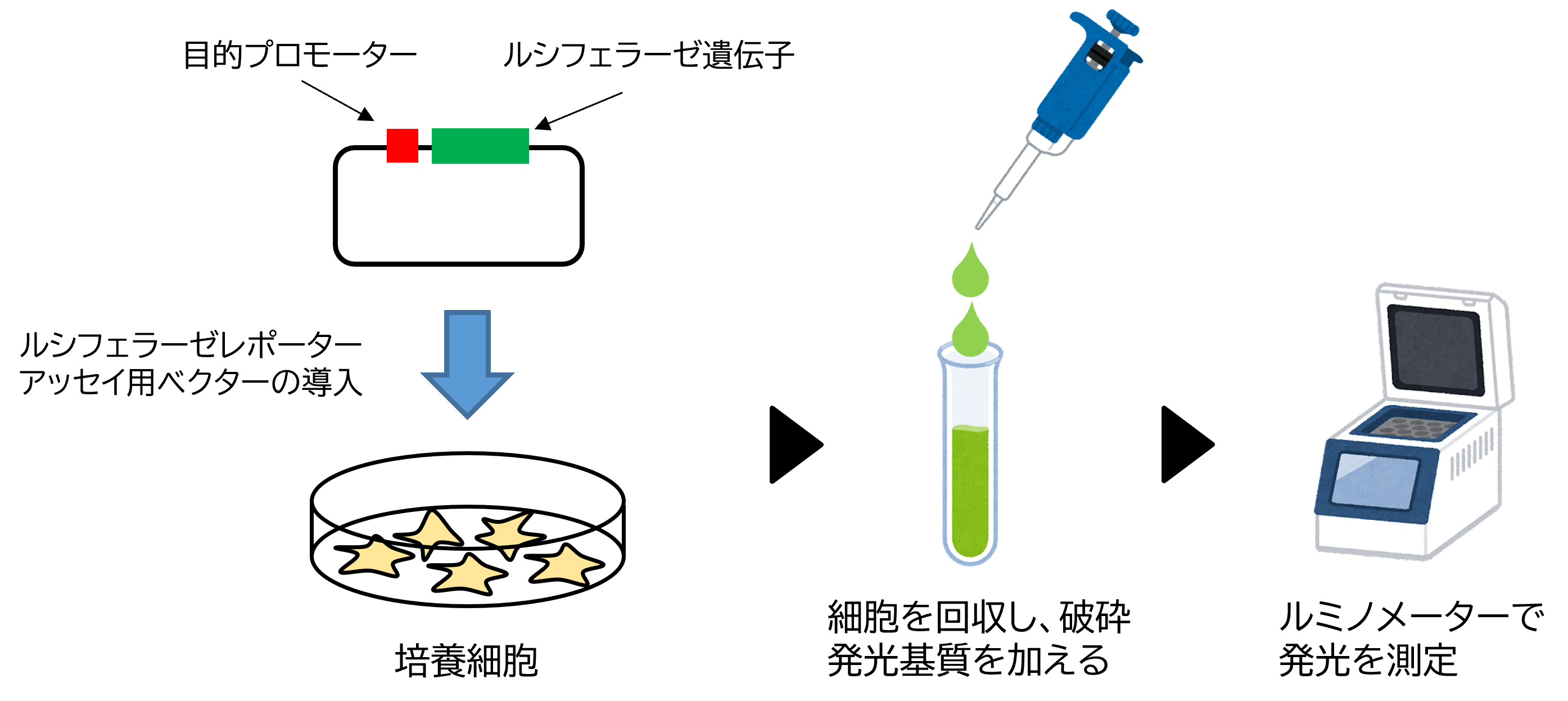 ルシフェラーゼアッセイ