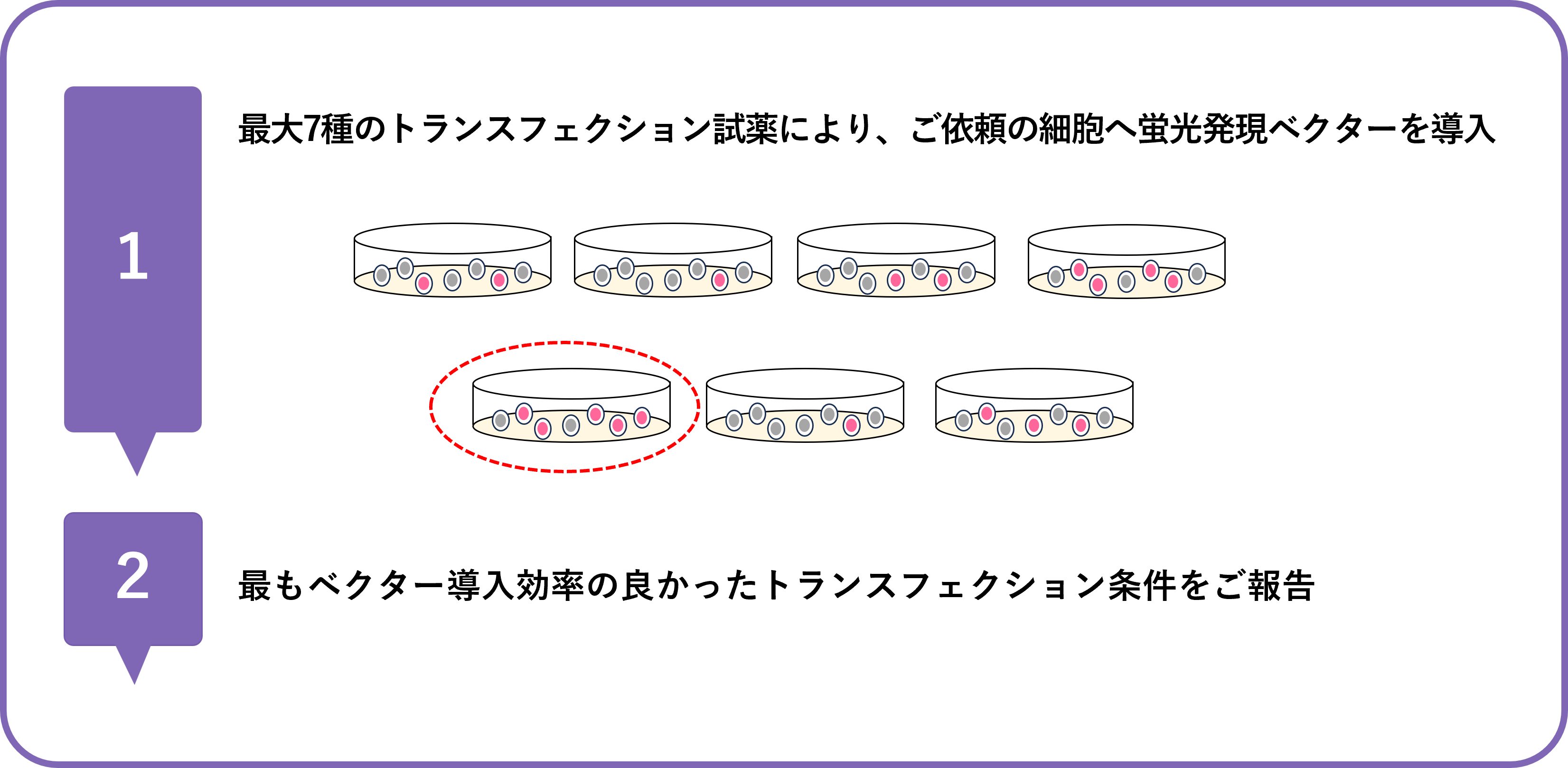 トランスフェクション条件検討