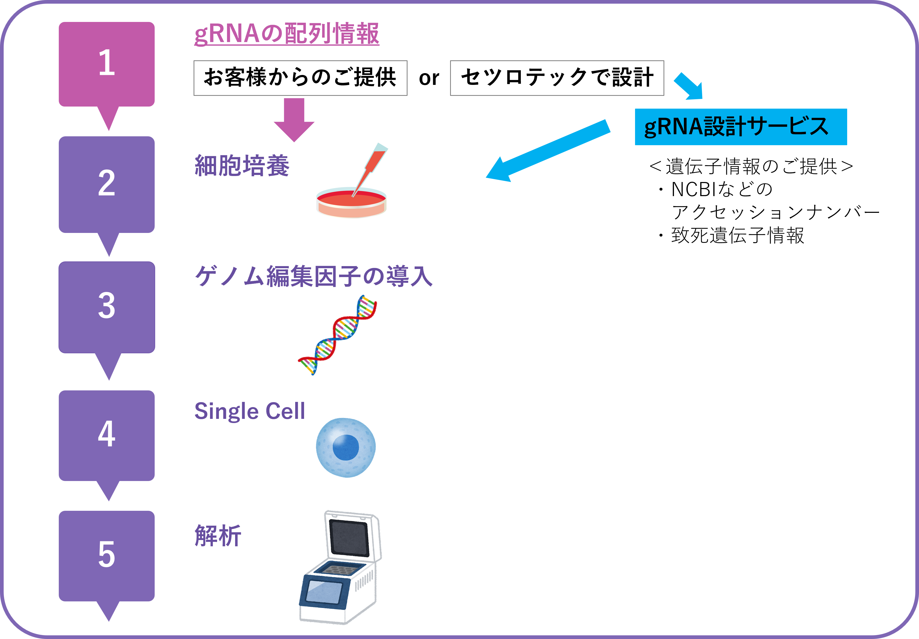 培養細胞でのゲノム編集因子の切断活性