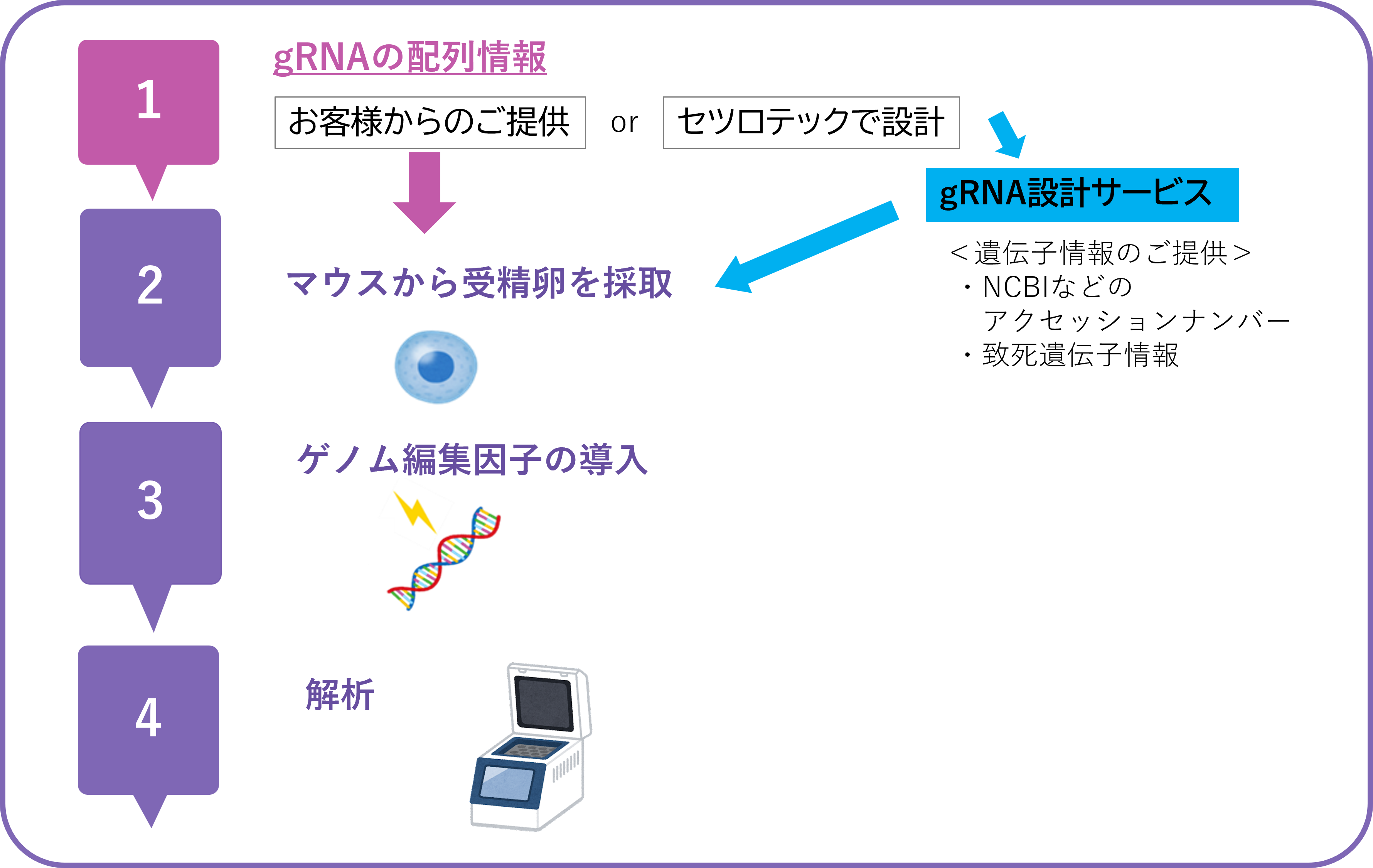 マウス受精卵活性