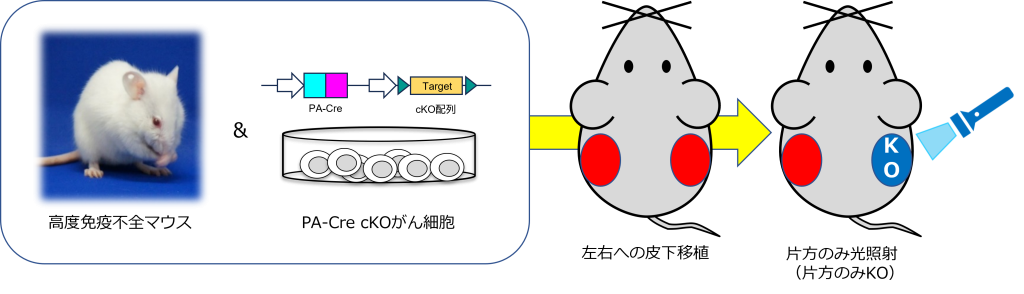 PA-Cre-cKO/cKI 細胞の応用可能性