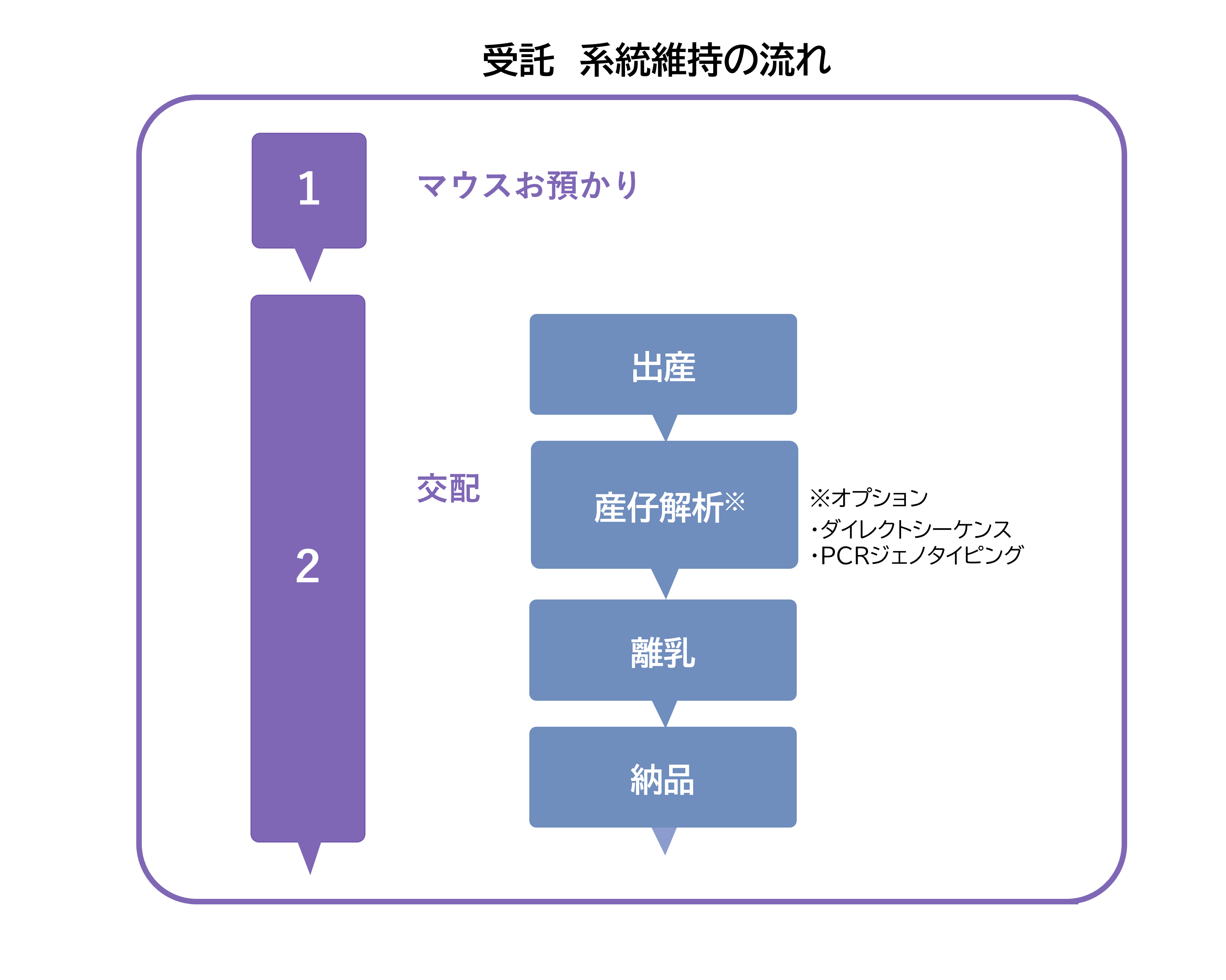 マウス系統維持・多数搬出_図