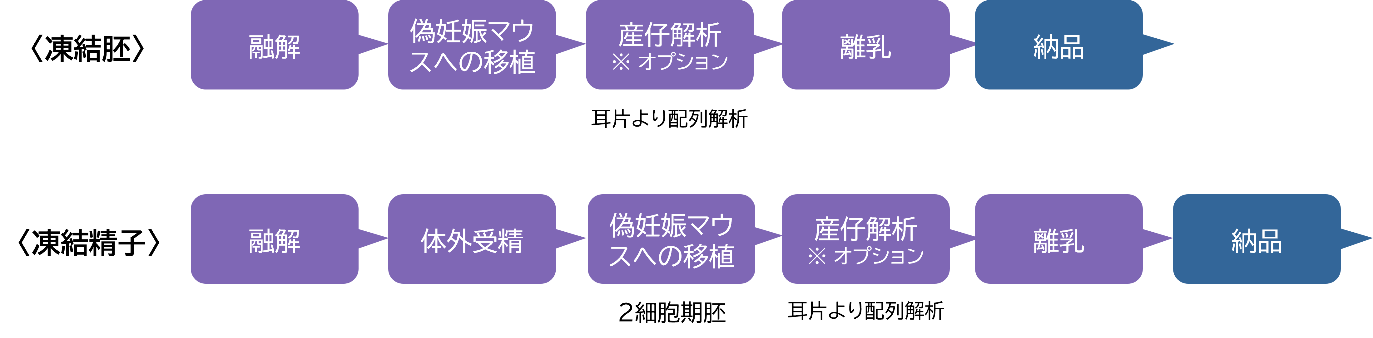 マウス受精卵移植