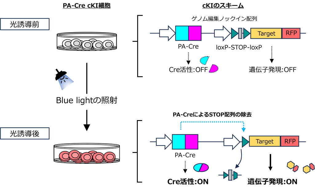 光誘導によるcKIのスキーム